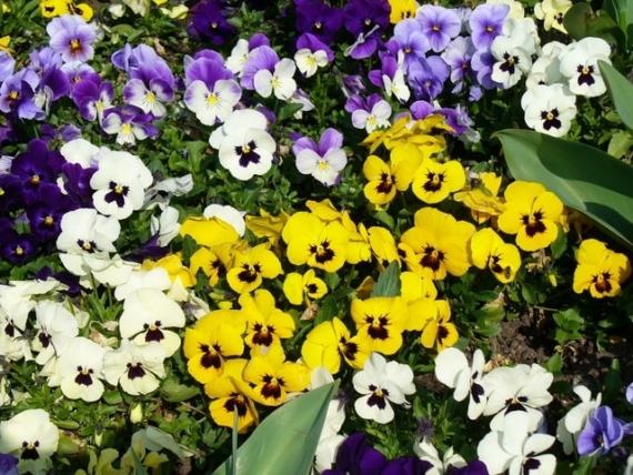 Winter Pansies Growing Guide