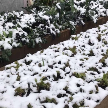 15 Vegetables to Plant in Autumn and Winter 3