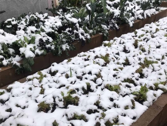 15 Vegetables to Plant in Autumn and Winter 2