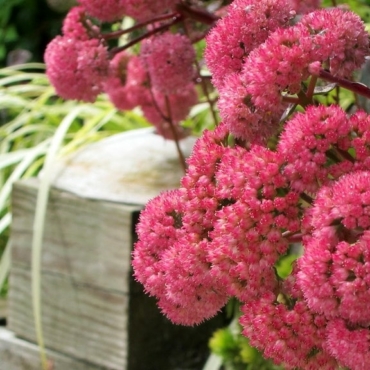 Hylotelephium 'Red Cauli'