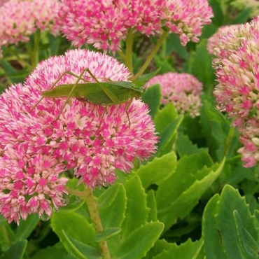 autumn joy sedum companion plants