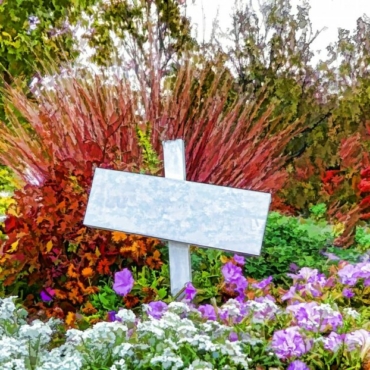 plants for autumn garden