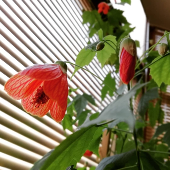 abutilon winter flowering plant