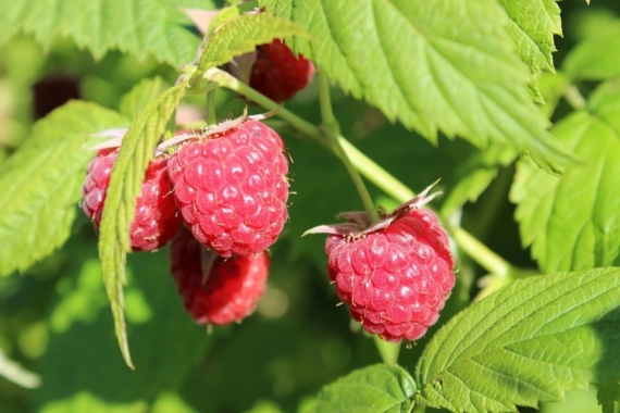 grow autumn raspberries