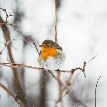 robin winter bird
