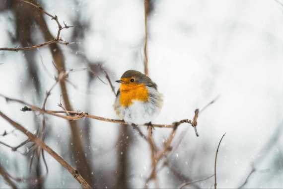 robin winter bird