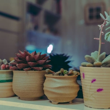 ceramic pot for cactus
