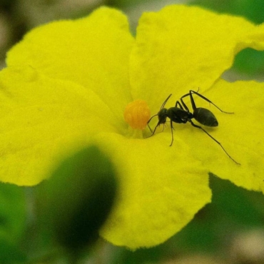 how to get rid of ants nest in flower pot