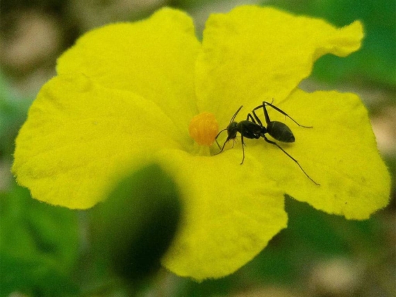 how to get rid of ants nest in flower pot