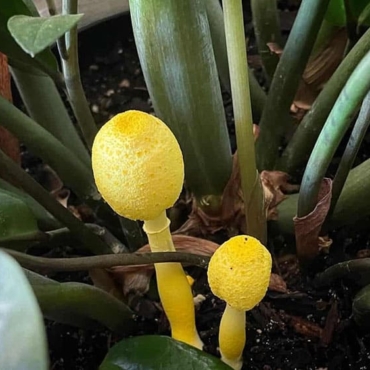 how to get rid of mushroom in pot