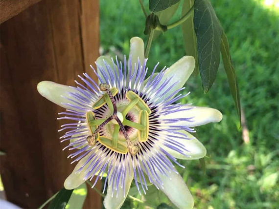 how to grow passionflower in a pot