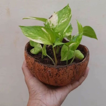 how to plant a flower in a pot