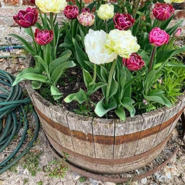 how to prepare a flower pot for planting