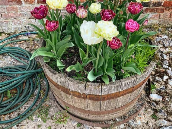 how to prepare a flower pot for planting