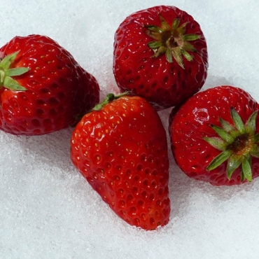 strawberry plant winter
