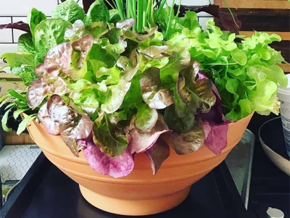 vegetables for a flower pot