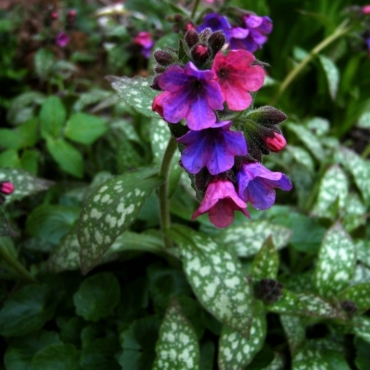 pulmonaria officinalis