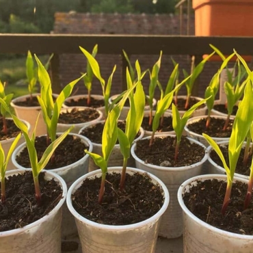 what to do in the garden in april