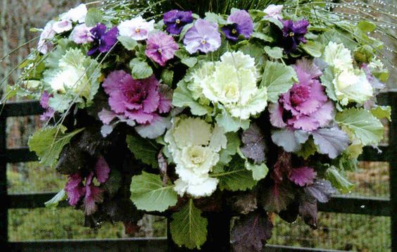 10 Winter Hanging Basket Ideas for an Evergreen Look 1