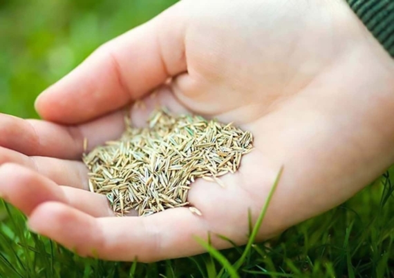best Time to Sow Grass Seeds