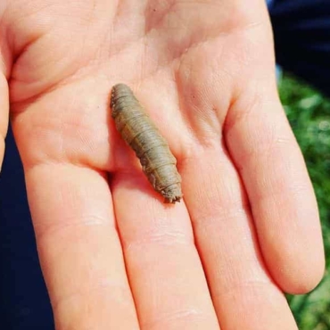 6 DIY Treatments to Get Rid of Leatherjacket Larvae in Lawns 7