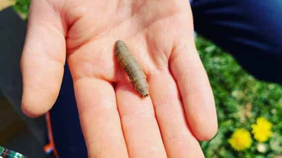 6 DIY Treatments to Get Rid of Leatherjacket Larvae in Lawns 1