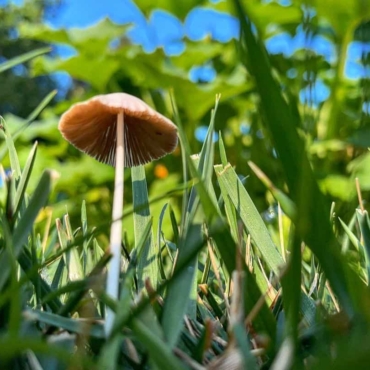 mushroom in grass
