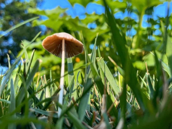 mushroom in grass