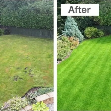 lawn-top-dressing-before-after