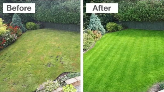 lawn-top-dressing-before-after