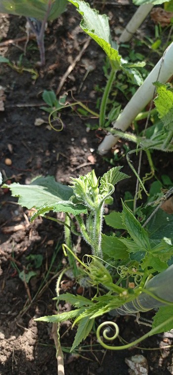 Growing Squash Vertically: What is the Best Way to Trellis Squash? 1