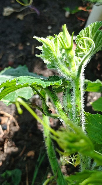 Growing Squash Vertically: What is the Best Way to Trellis Squash? 2