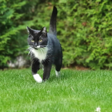 cat walking on green lawn