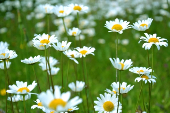 daisy flowers on grass