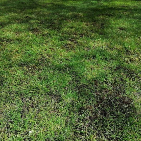 effect of iron sulphate on moss