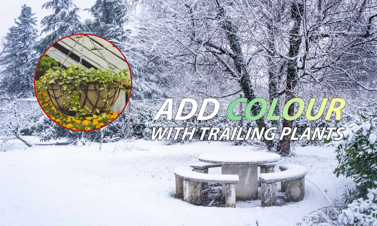 best trailing plants for winter hanging baskets