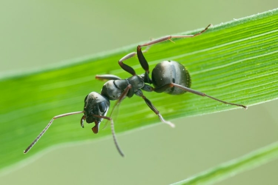formica-fusca-common-black-wood-ant