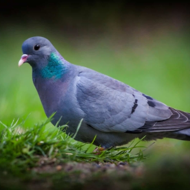 stop-birds-eating-grass-seed