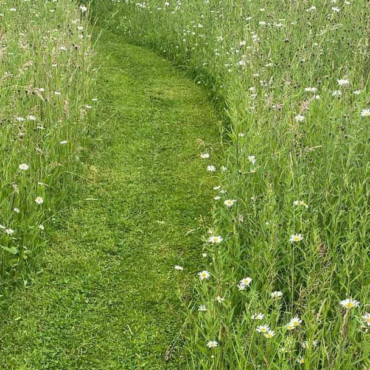 when-to-cut-a-wildflower-lawn