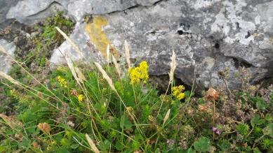 Rock Edging Ideas -10 Ways to Use Stones 3